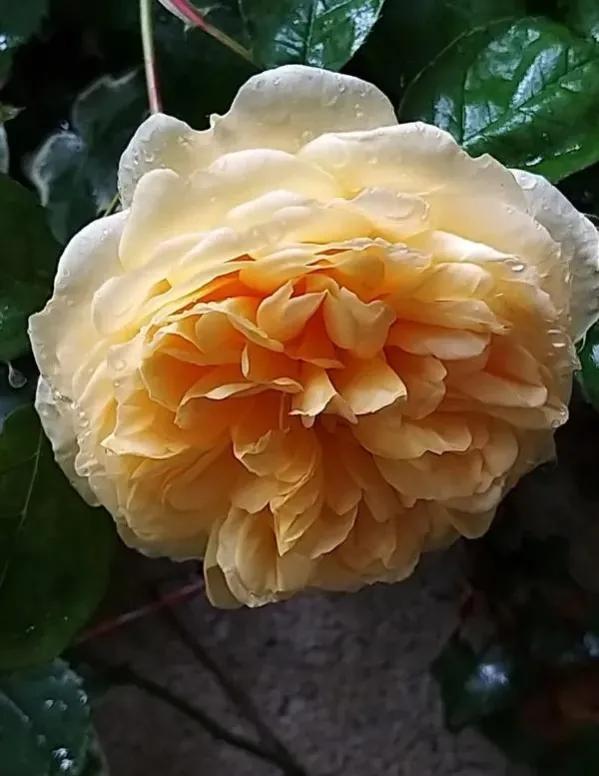 欢笑格鲁吉亚藤本,欢笑格鲁吉亚会变色吗