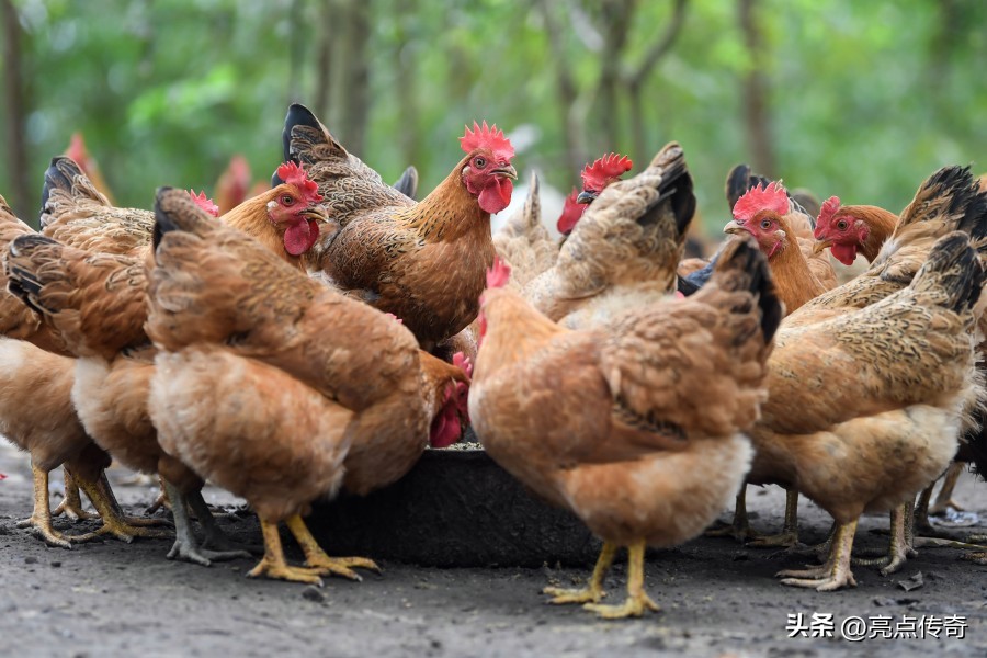 养鸡消化不良用什么药,养殖鸡怎么治疗