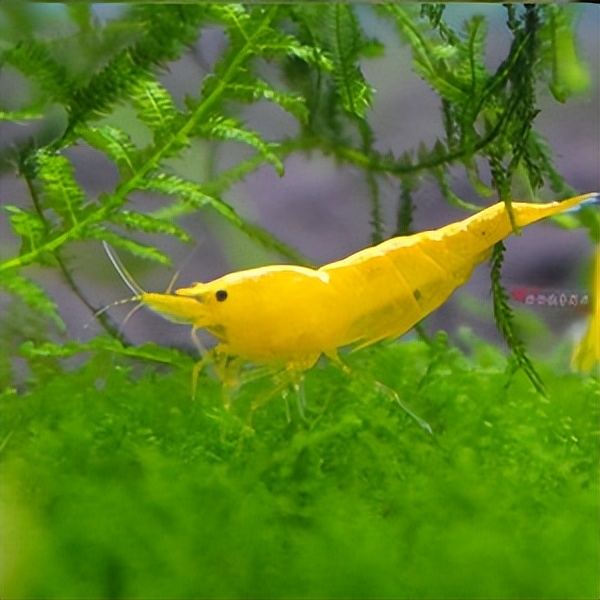 常见的宠物虾,哪种宠物虾比较好养