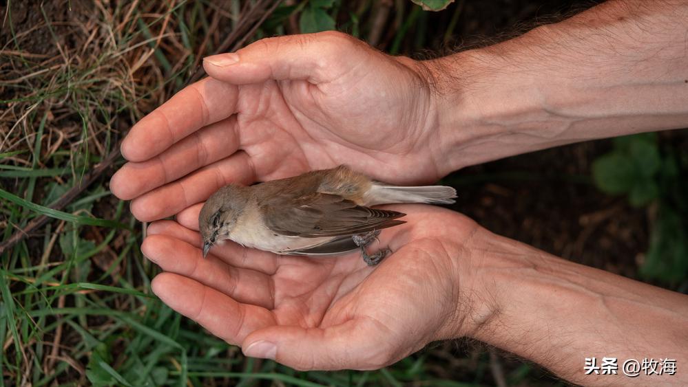 麻雀的寿命大约能活到多少,麻雀的寿命最长能活多少年
