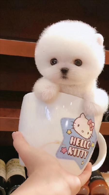 哪种狗寿命长好养活又好养,最值得被饲养的7种狗好养又不贵