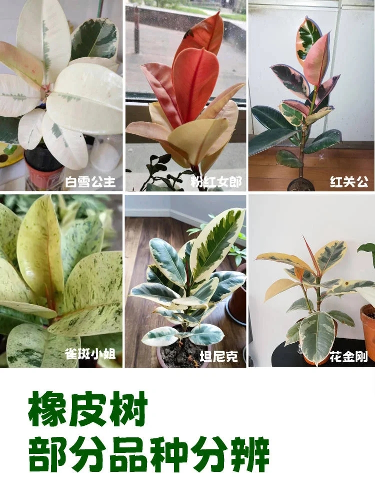 花叶橡皮树可以半阴养护吗,花叶橡皮树的养护方法