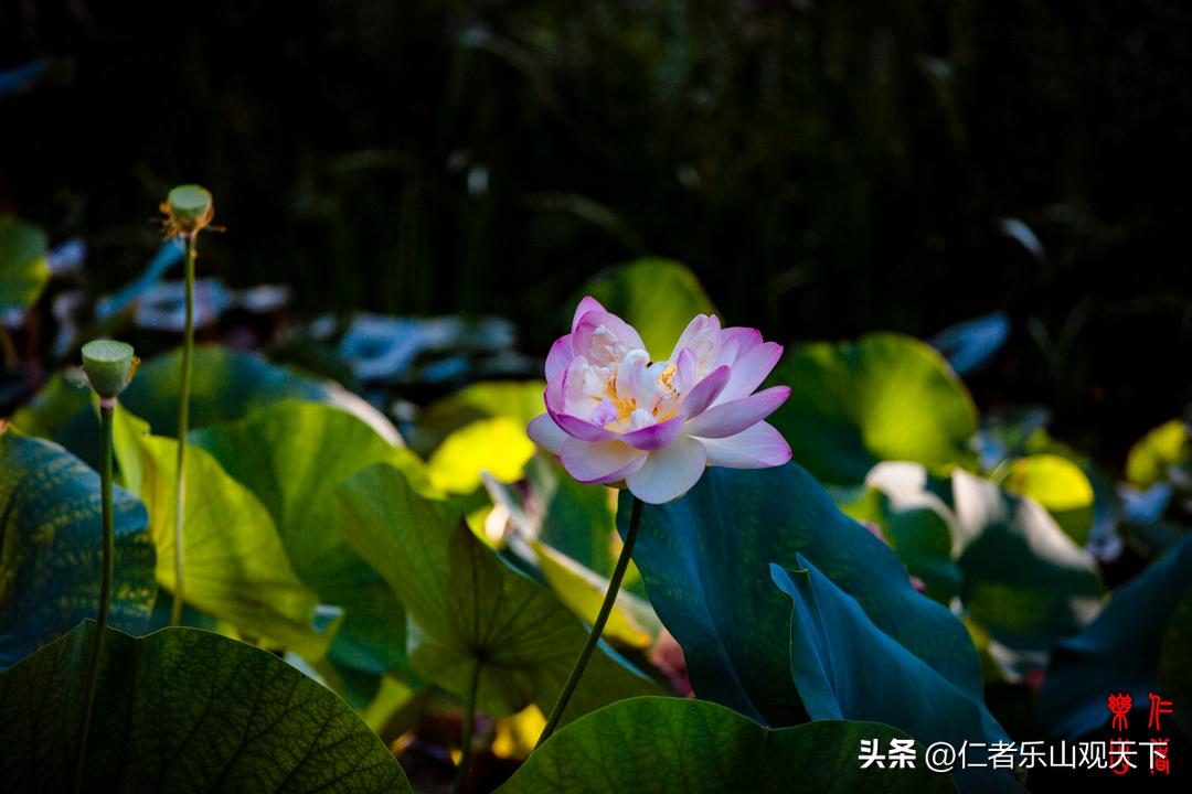 最后的摇曳——只为那绳命的回晃