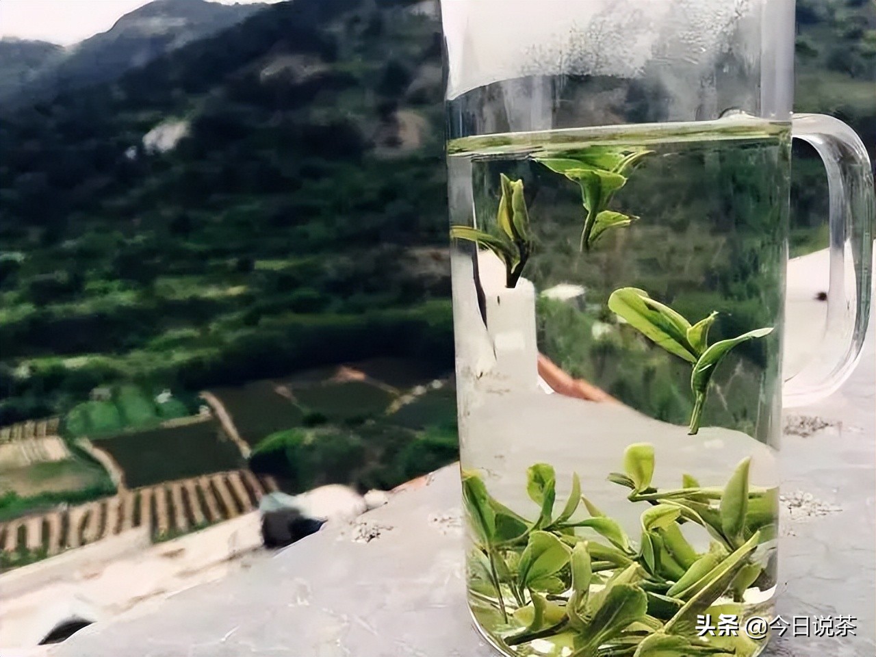 崂山绿茶日照绿茶南方绿茶图片,崂茗绿茶和崂山绿茶