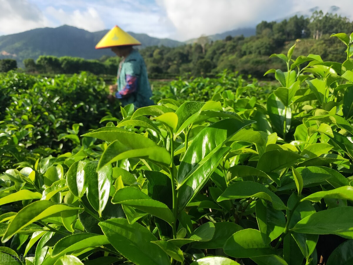 什么是凤凰单丛茶,什么是凤凰单丛茶头
