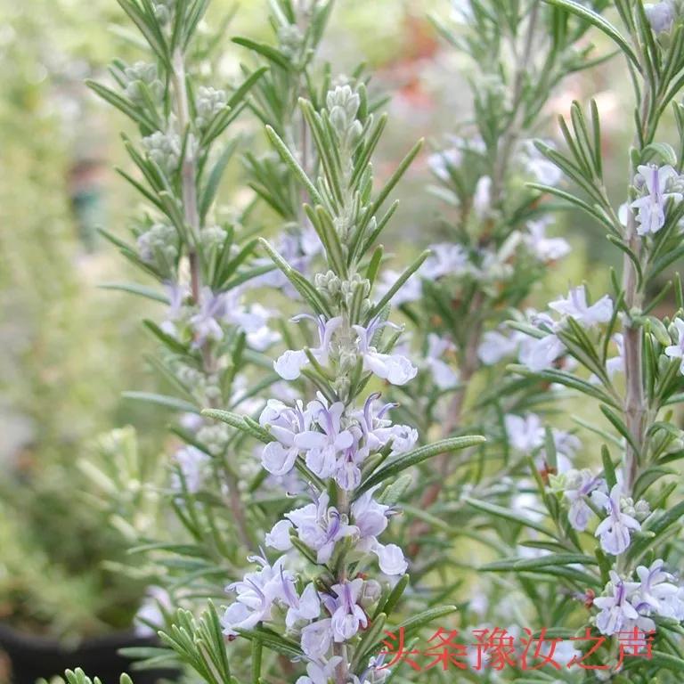 迷迭香商机,迷迭香种植成本及利润