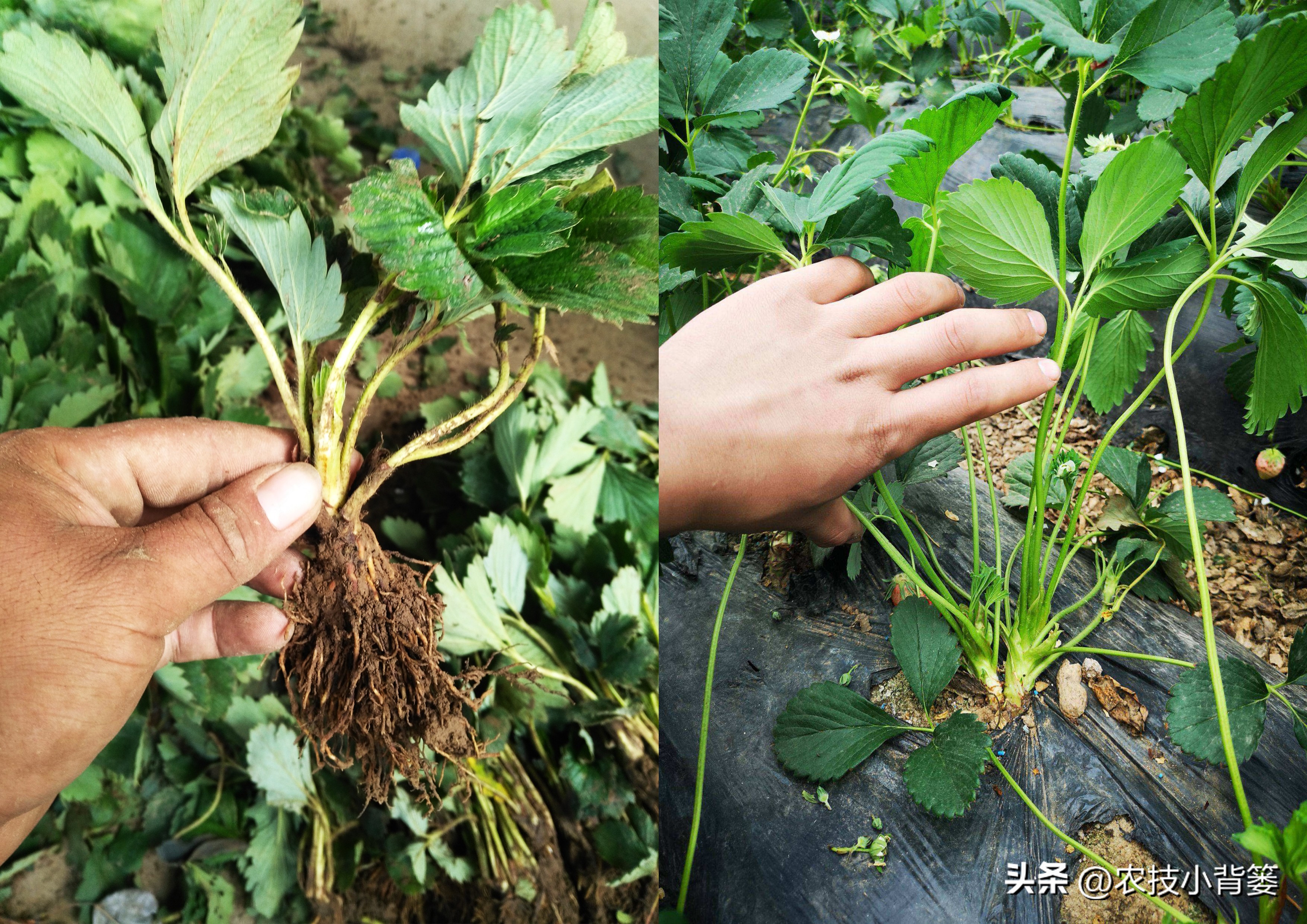 草莓促花芽分化的最快捷方法,草莓花芽分化有规律促花管理