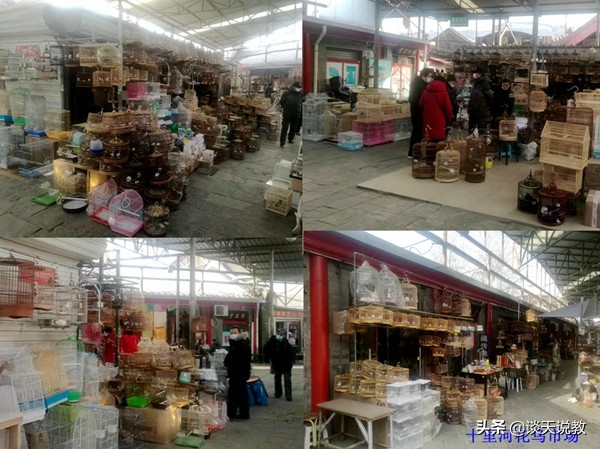 发展特色养殖力推精准扶贫,发展畜牧产业助力乡村振兴标语