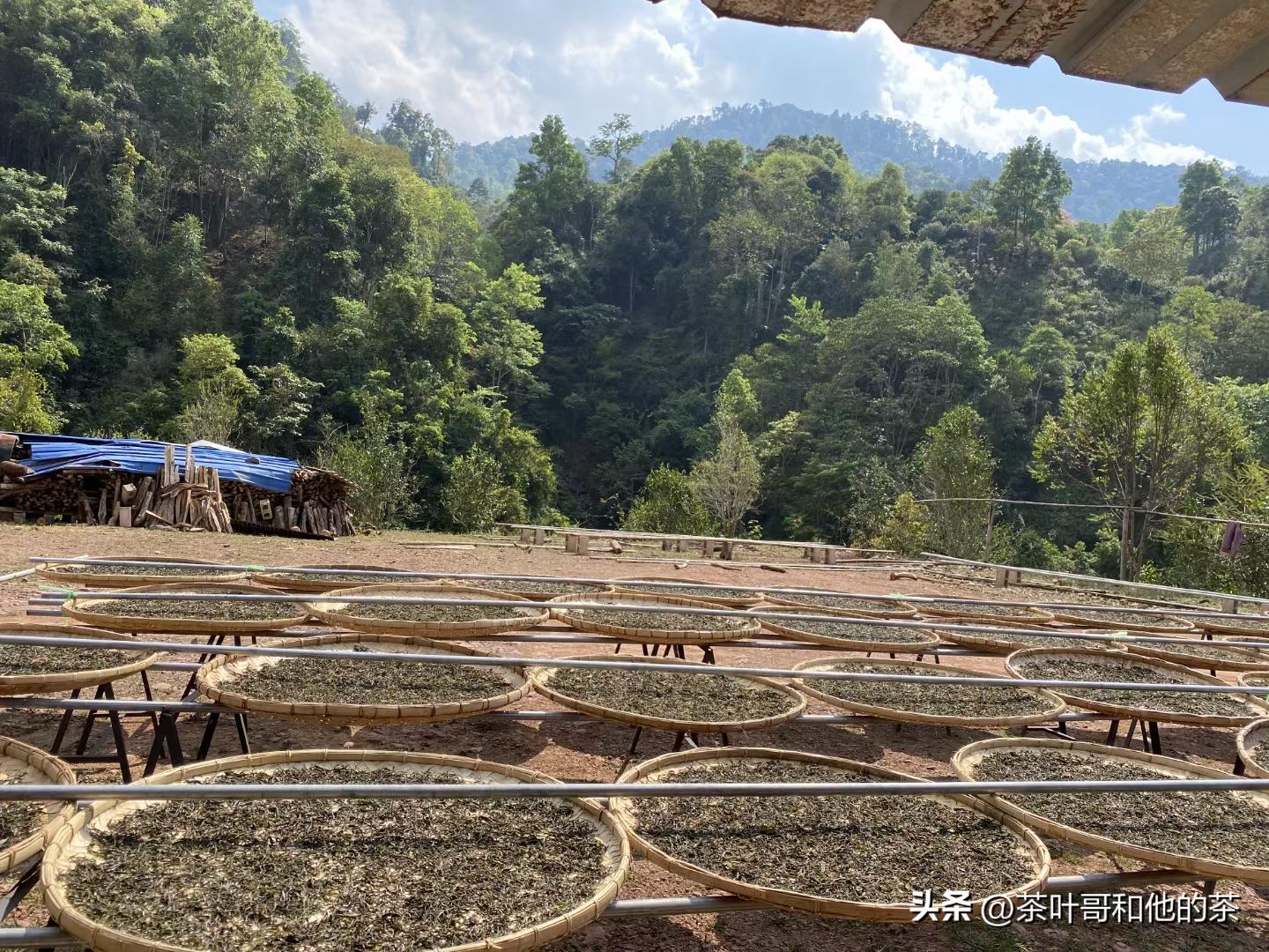 信不信由你这句话可信吗,从事茶叶这行业能学到什么