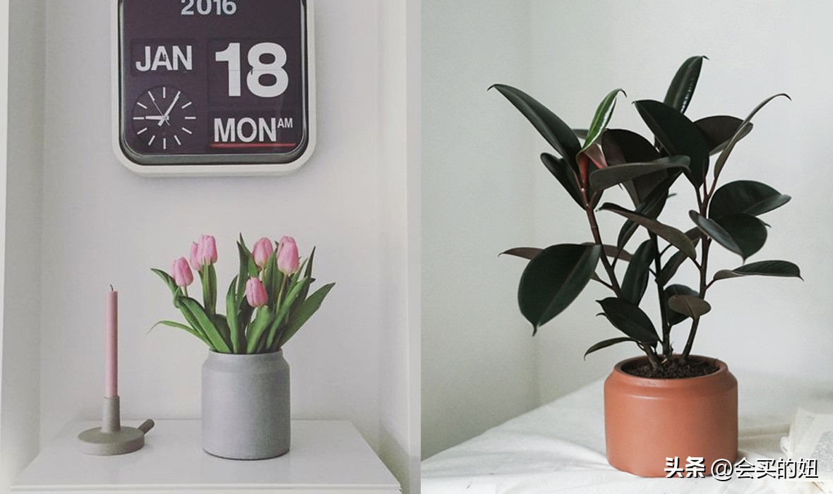 好看又便宜的绿植店铺,什么小绿植好养又适合店铺