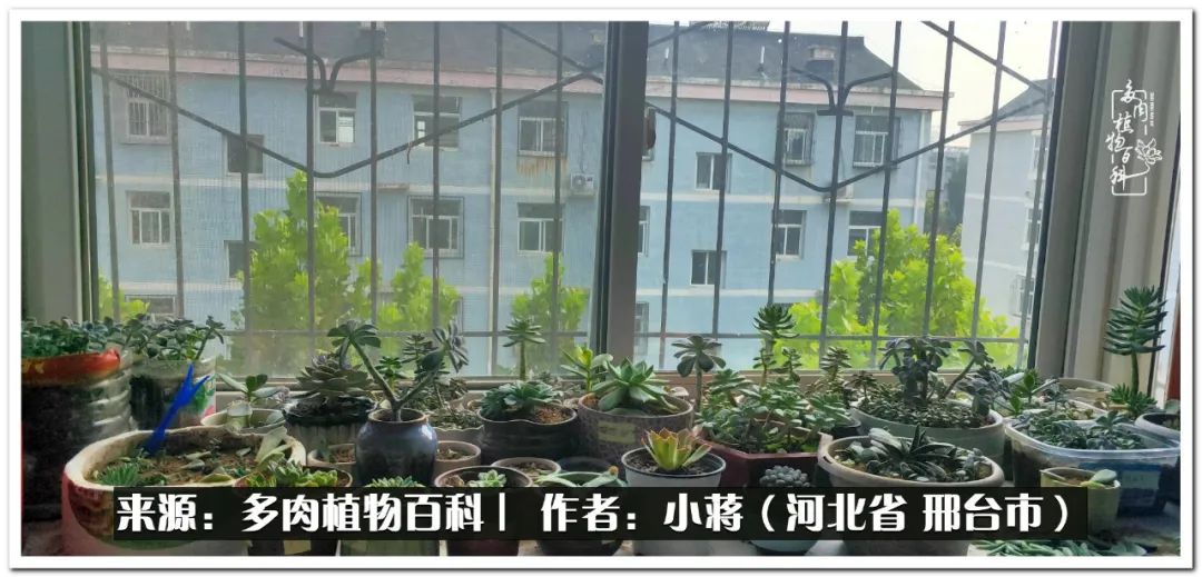 我与多肉植物之间的故事,我和多肉十二卷的故事100字