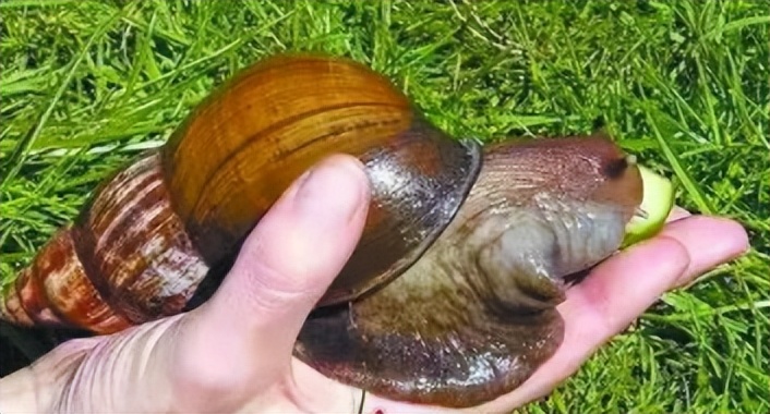 10岁孩子总头疼，发现是大脑异常？医生提醒：小孩别玩非洲大蜗牛