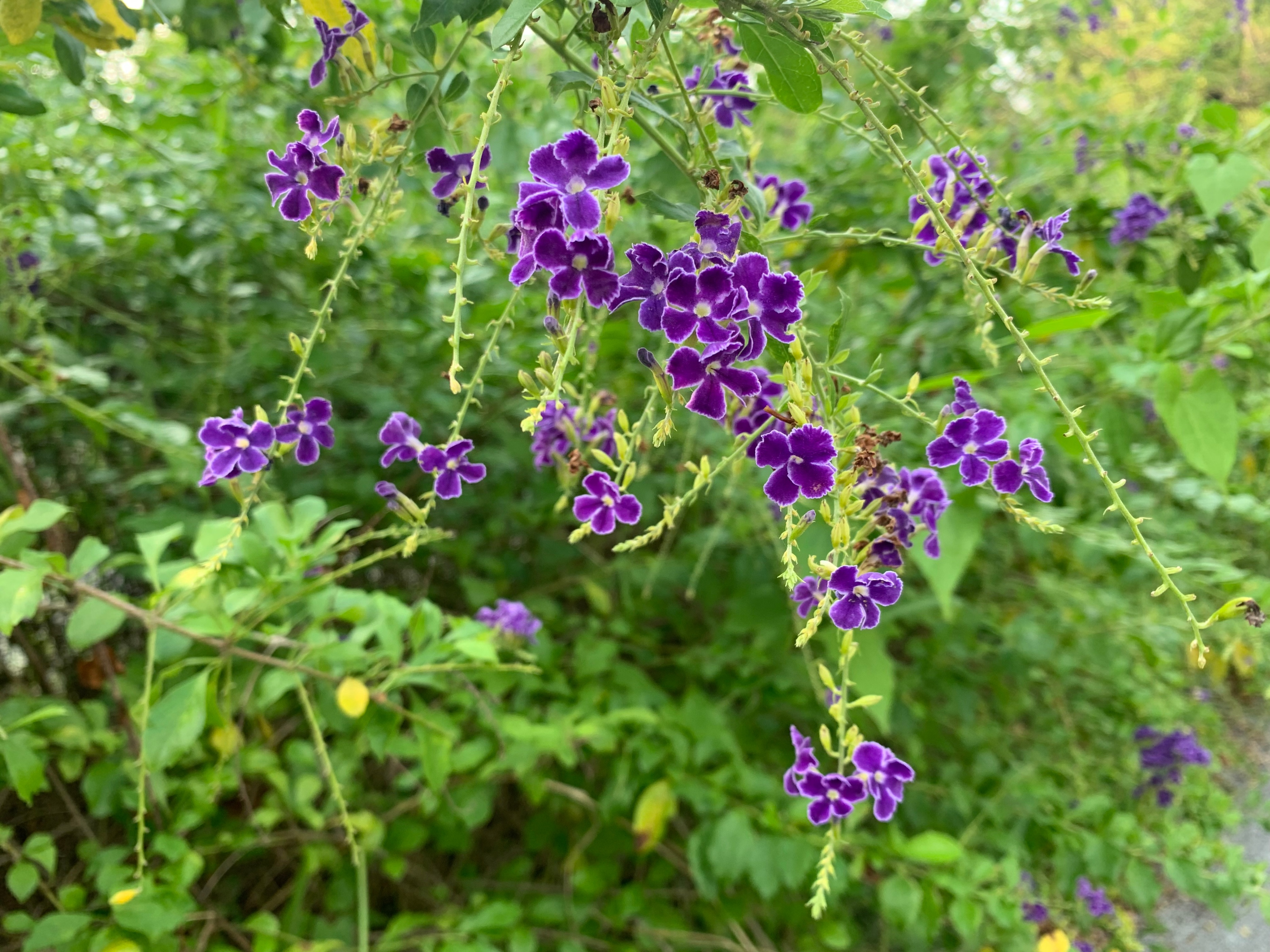 广州国庆假期一日游:南肾海珠湖国家湿地公园的最佳旅游攻略