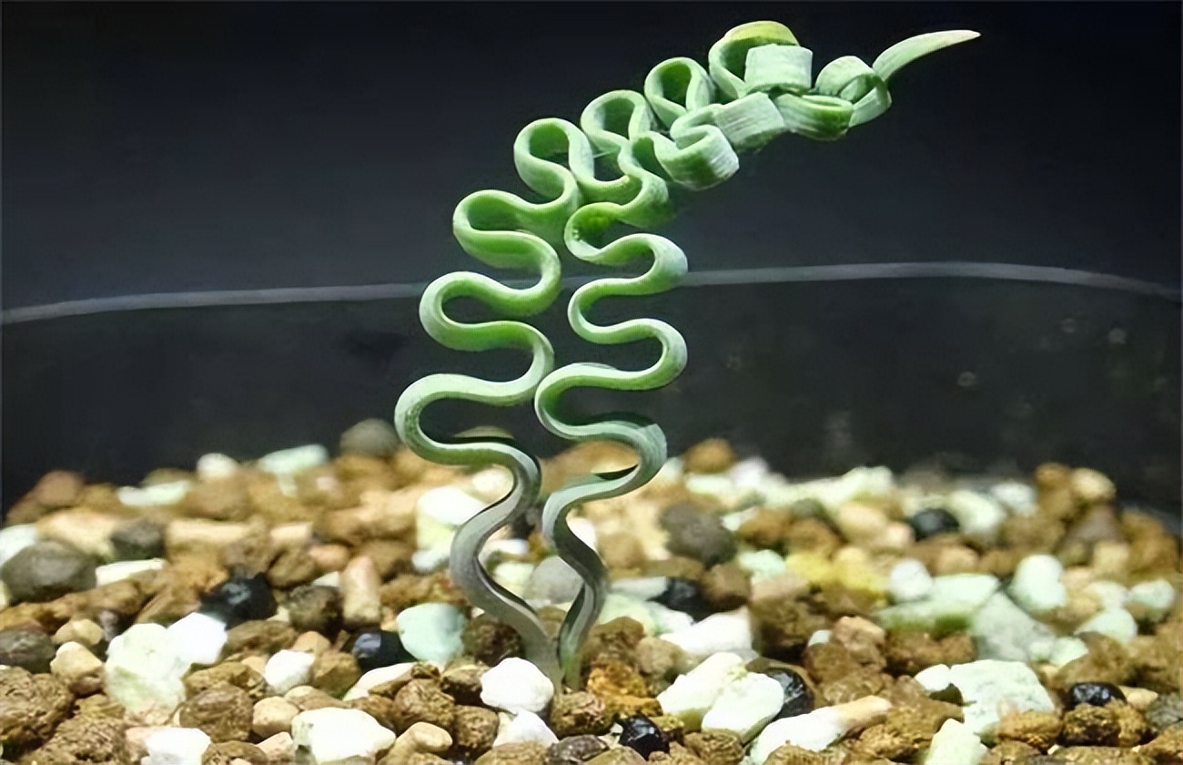 女子8年种多肉成多肉界天花板,100种多肉造型图