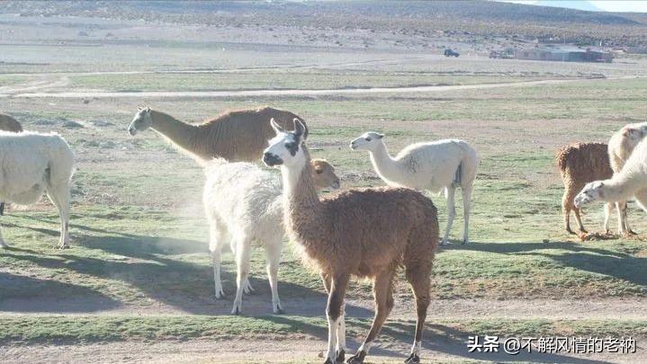 玻利维亚旅行旅游攻略,南美高原国度玻利维亚