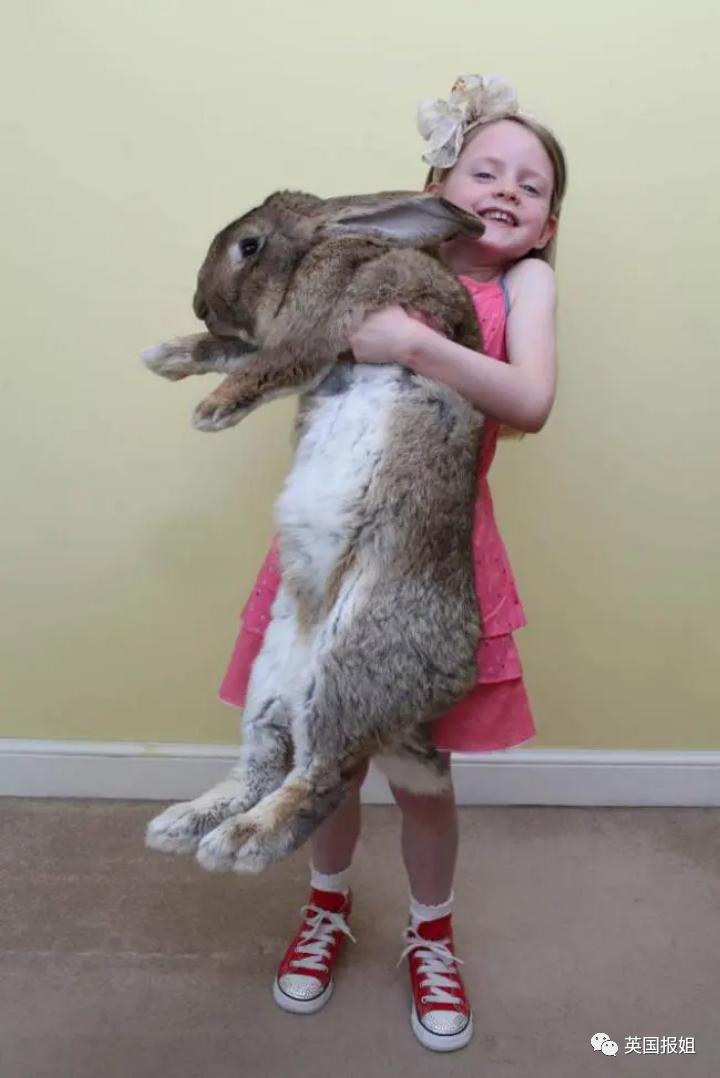 你知道世界上最大的兔子有多大吗,世界上最大的兔子吉尼斯纪录