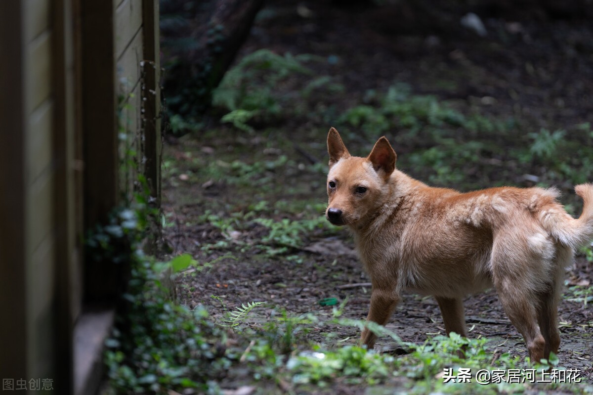 为什么农村有的家庭养狗总是很凶恶,一些人养的狗总是特别温顺?
