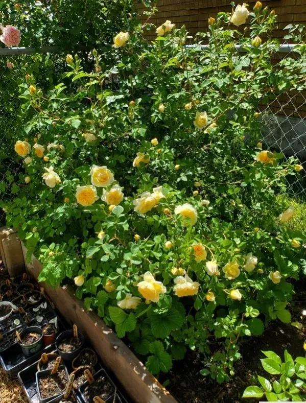 欢笑格鲁吉亚藤本,欢笑格鲁吉亚会变色吗