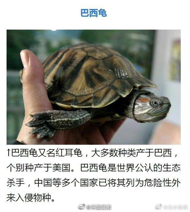 怪鱼带来的灾难,怪鱼物种入侵