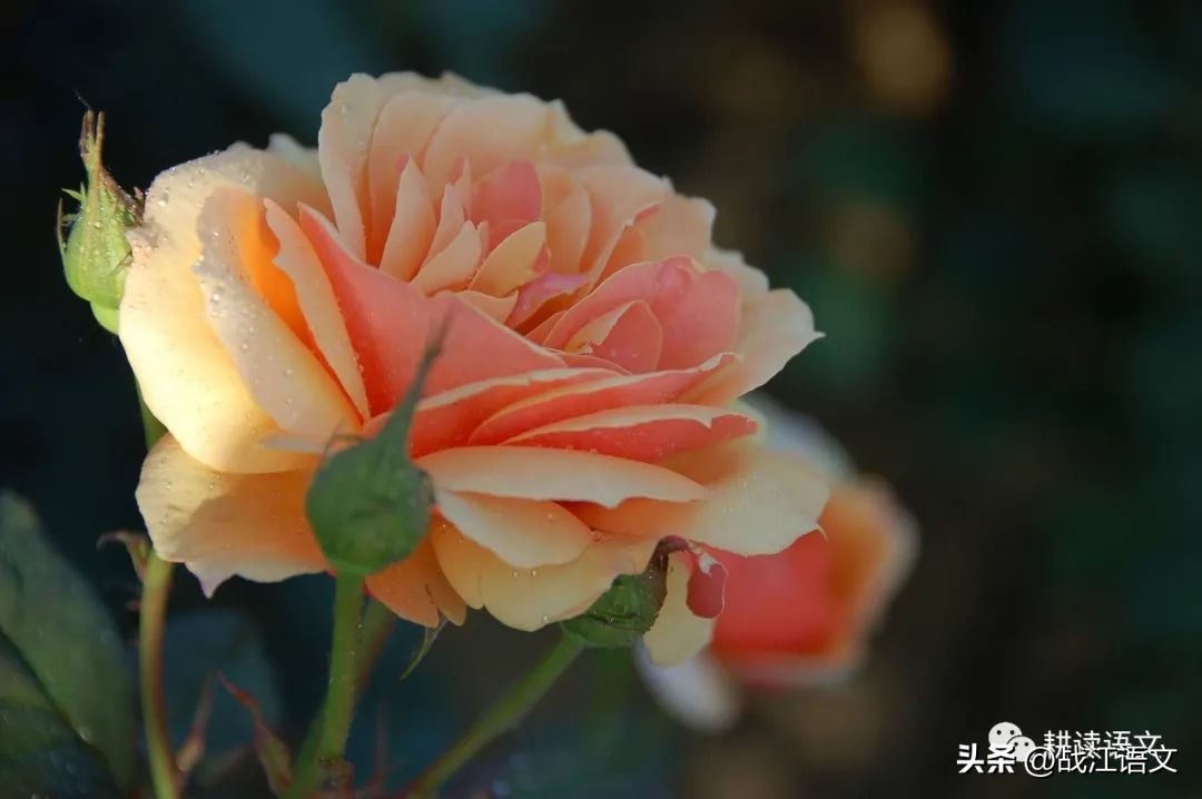 中考书信作文题,书信式作文中考满分范文