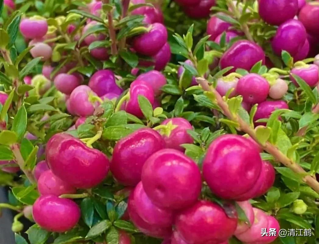 叶面肥增产技巧,叶面喷施肥助生长的配方