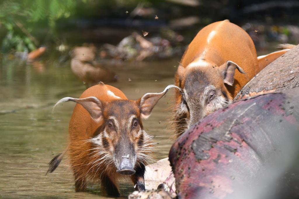 红河野猪视频,红河猪是入侵物种吗