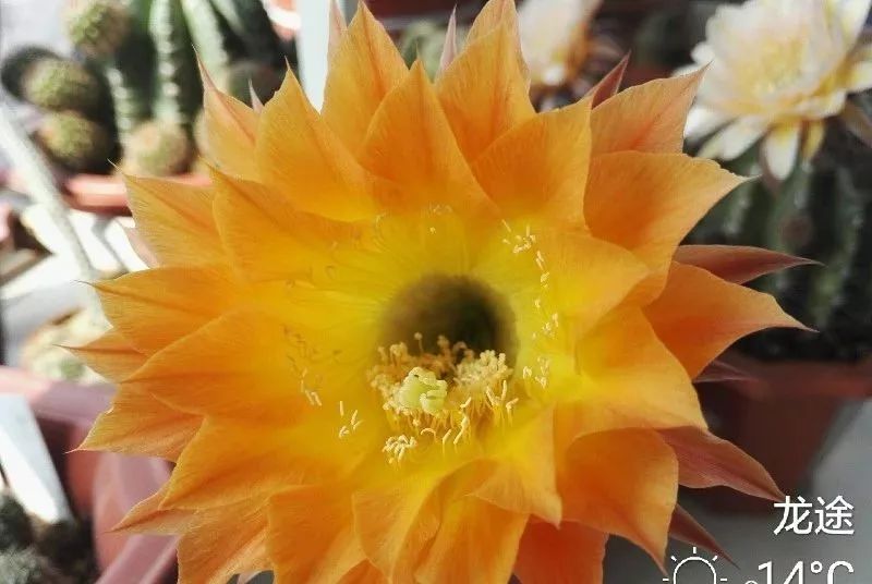 200种·仙人球开花图鉴，大开眼界，美到爆