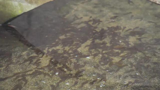 榫欐硥鐭宠洐鍏绘畺鍩哄湴,榫欐硥鐭宠洐