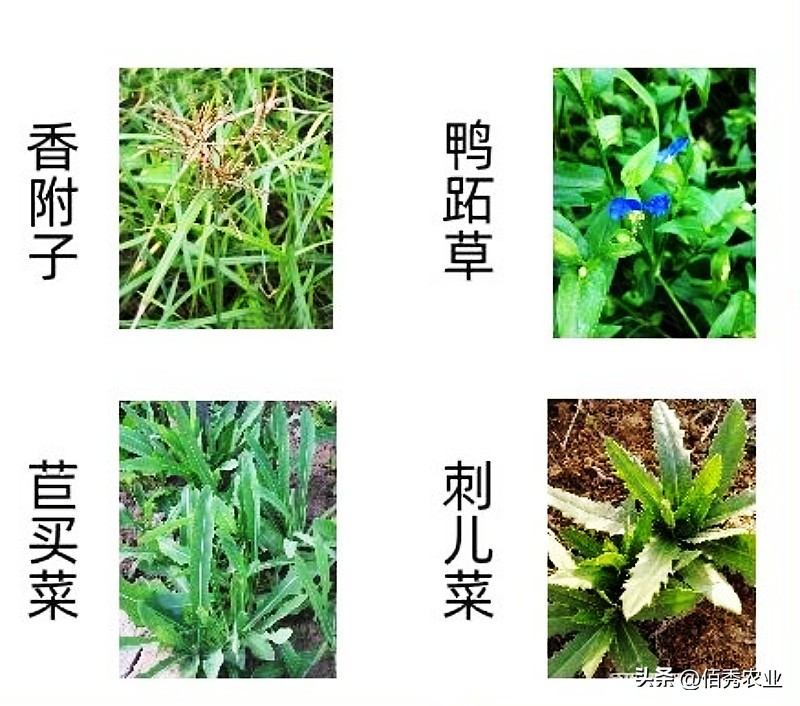 大豆香附子专用除草剂,黄豆田里的香附子专用除草剂