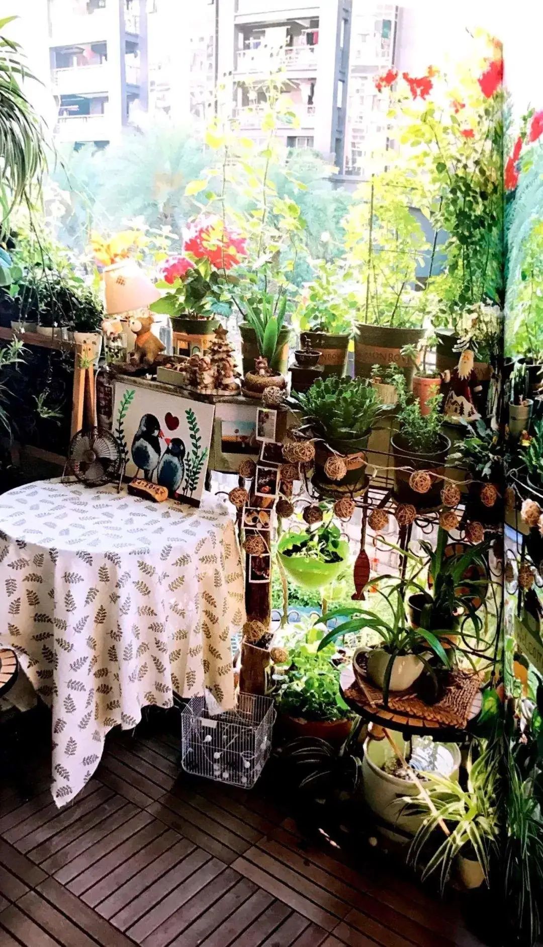 为什么花盆里的花不长,为什么花种播下去之后都不发芽