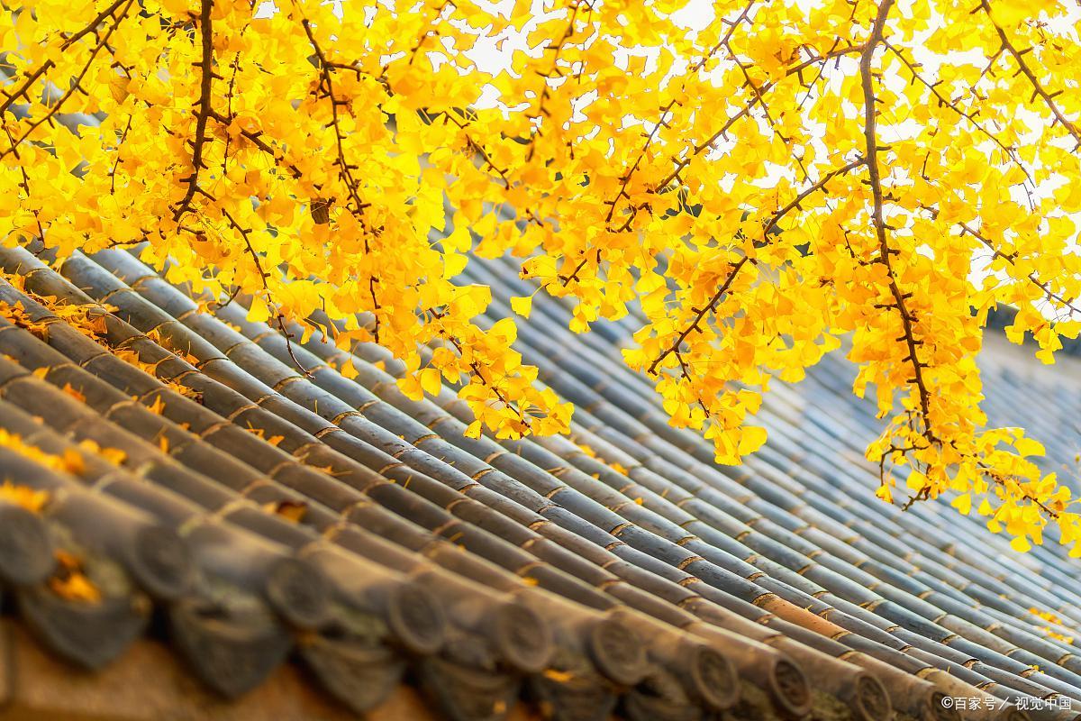 青岛旅游免门票景区有哪些,青岛旅游攻略最坑人的景点