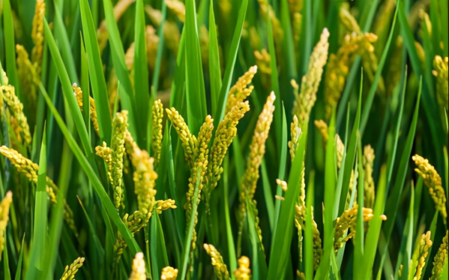 高中历史从食物采集到实物生产,高二历史第三课食物生产