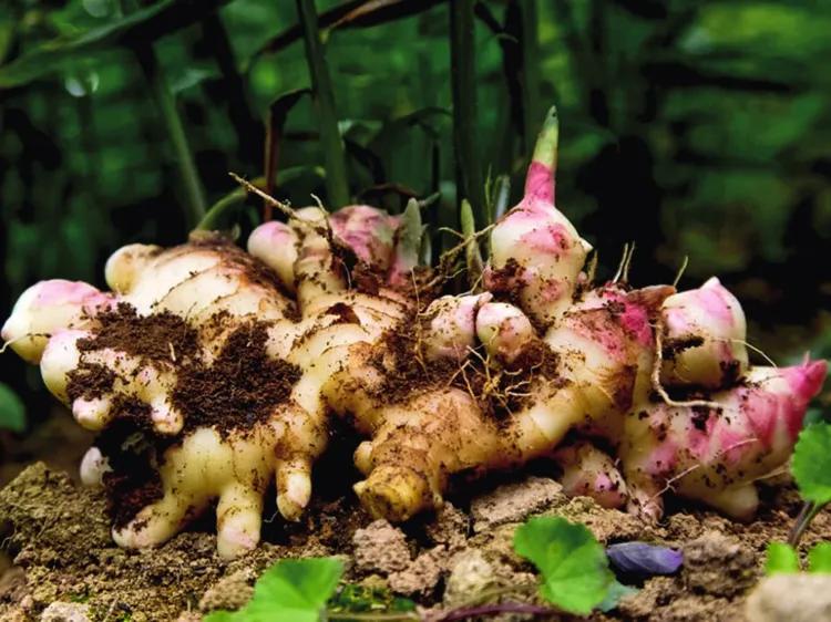 中国地理标志产品生姜,中国地理标志产品