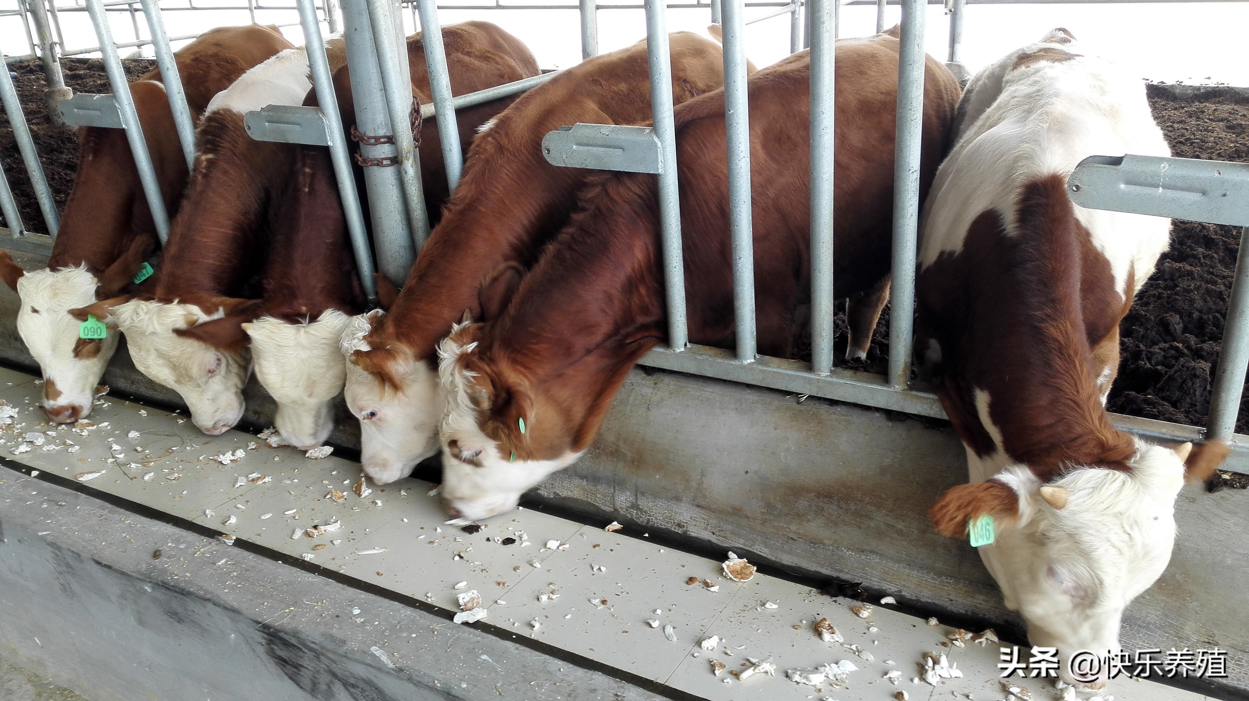 一头牛养到出栏能有多少纯利润,养1000头牛一年的利润有多少