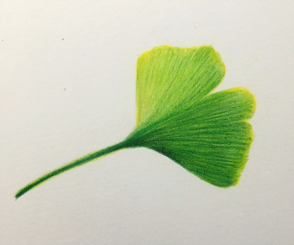 银杏叶的画法简单,银杏叶的画法步骤图解