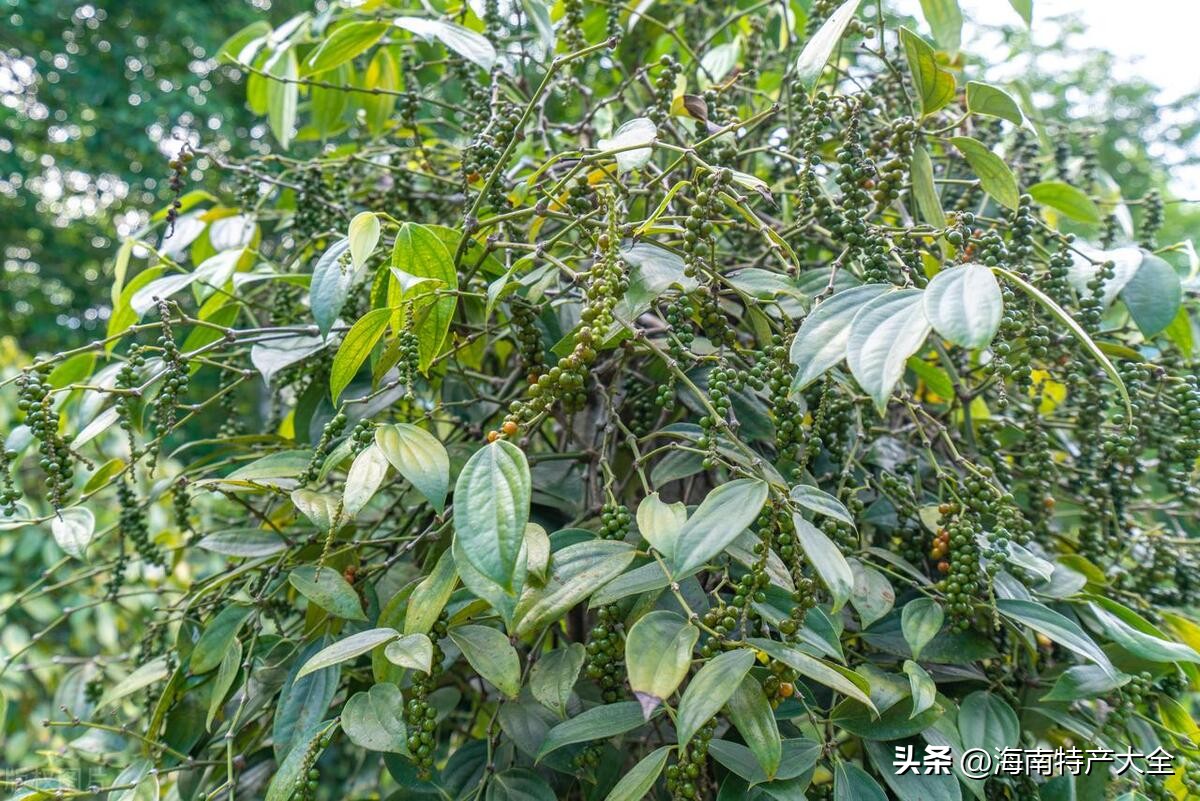 海南目前胡椒收购价格,海南胡椒价格