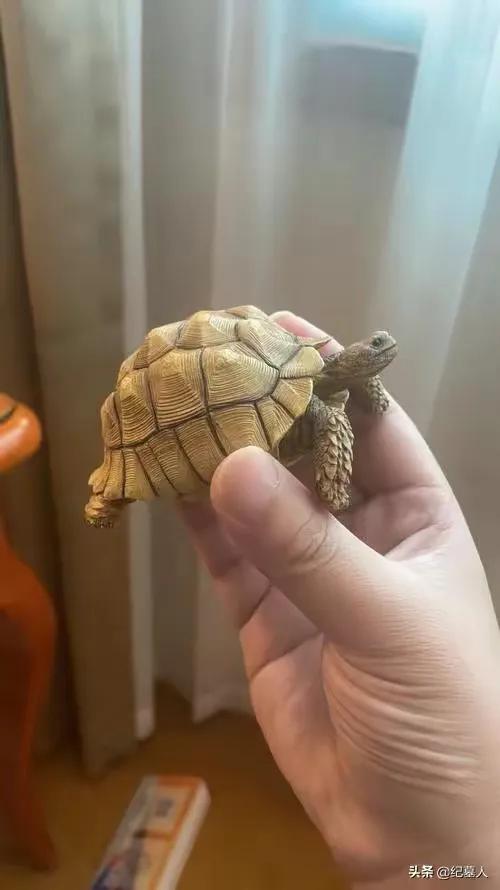一男子捡到一只乌龟带回家养,男子在野外捡到乌龟越长越不好