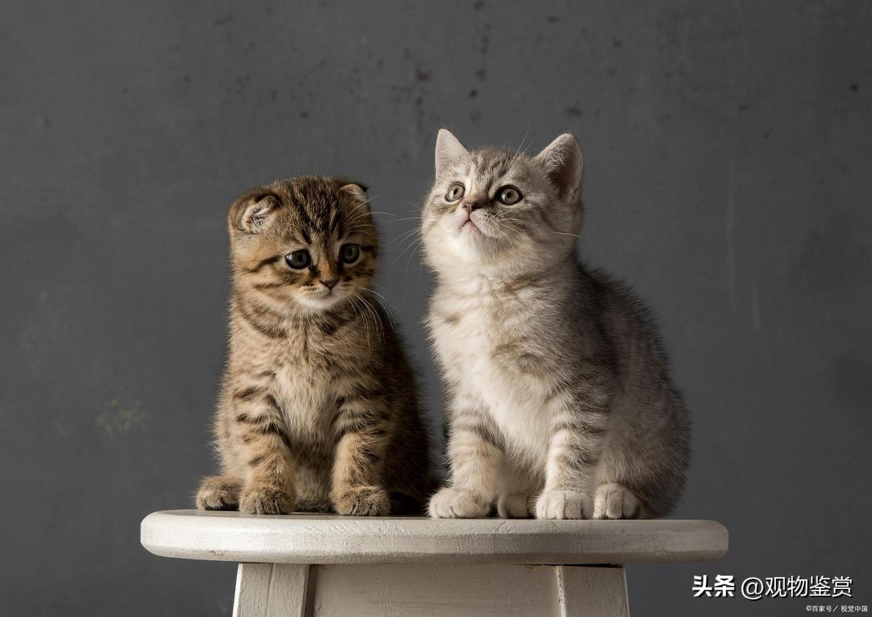 缅因猫多少钱一只英短蓝猫,缅因猫无毛猫豹猫哪个好养