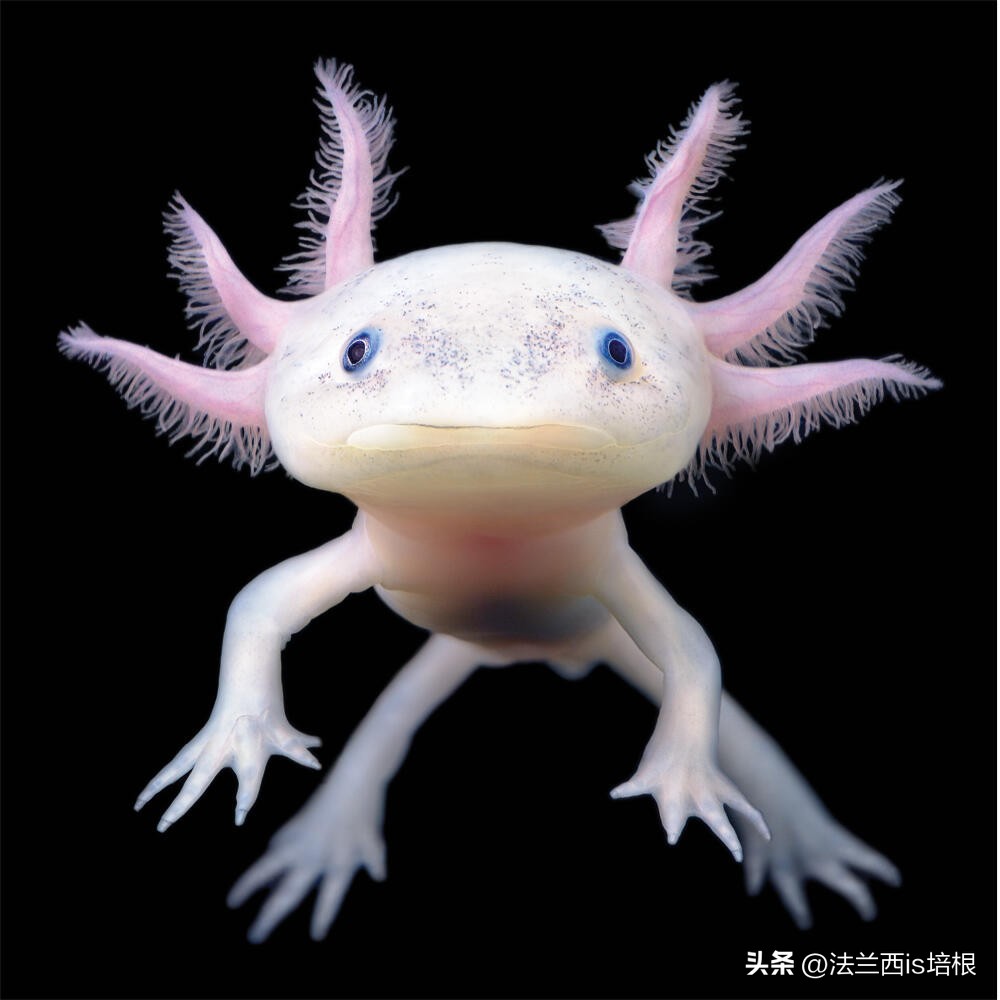 广州海关查获濒危红珊瑚制品348件,广州海关查获六角恐龙