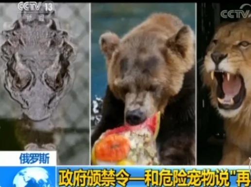 俄罗斯俩逃票游客暴打棕熊,两俄罗斯人逃票误将棕熊打成重伤