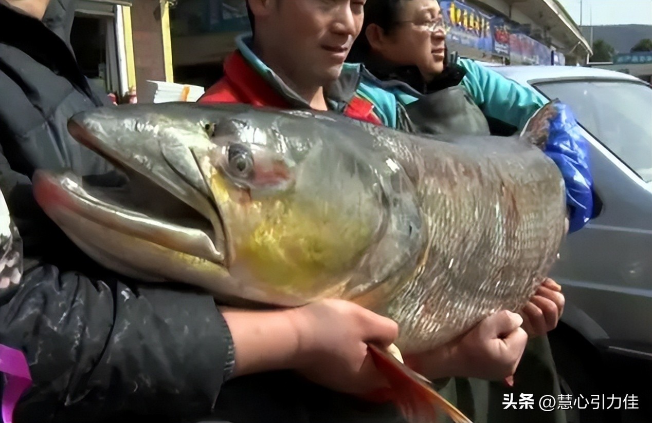 三峡大坝里最大鳡鱼,三峡大坝鱼群画面里部分大鳡鱼