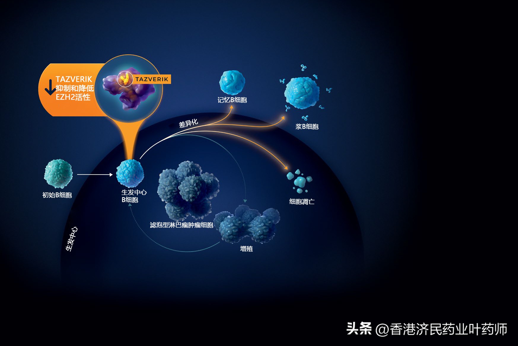 malt惰性淋巴瘤的靶向治疗,上皮样肉瘤靶向药价格