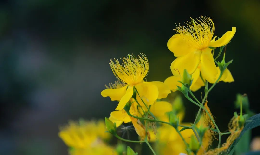 商丘日月湖牡丹盛开,日月湖花商丘