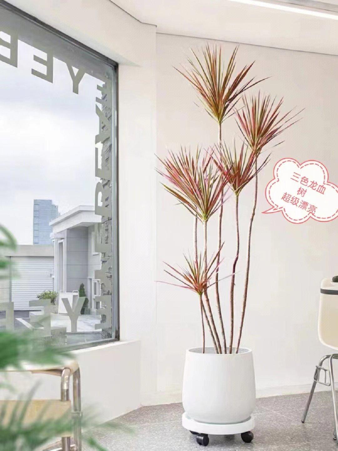 十种最好养的网红植物,家庭好养的网红植物