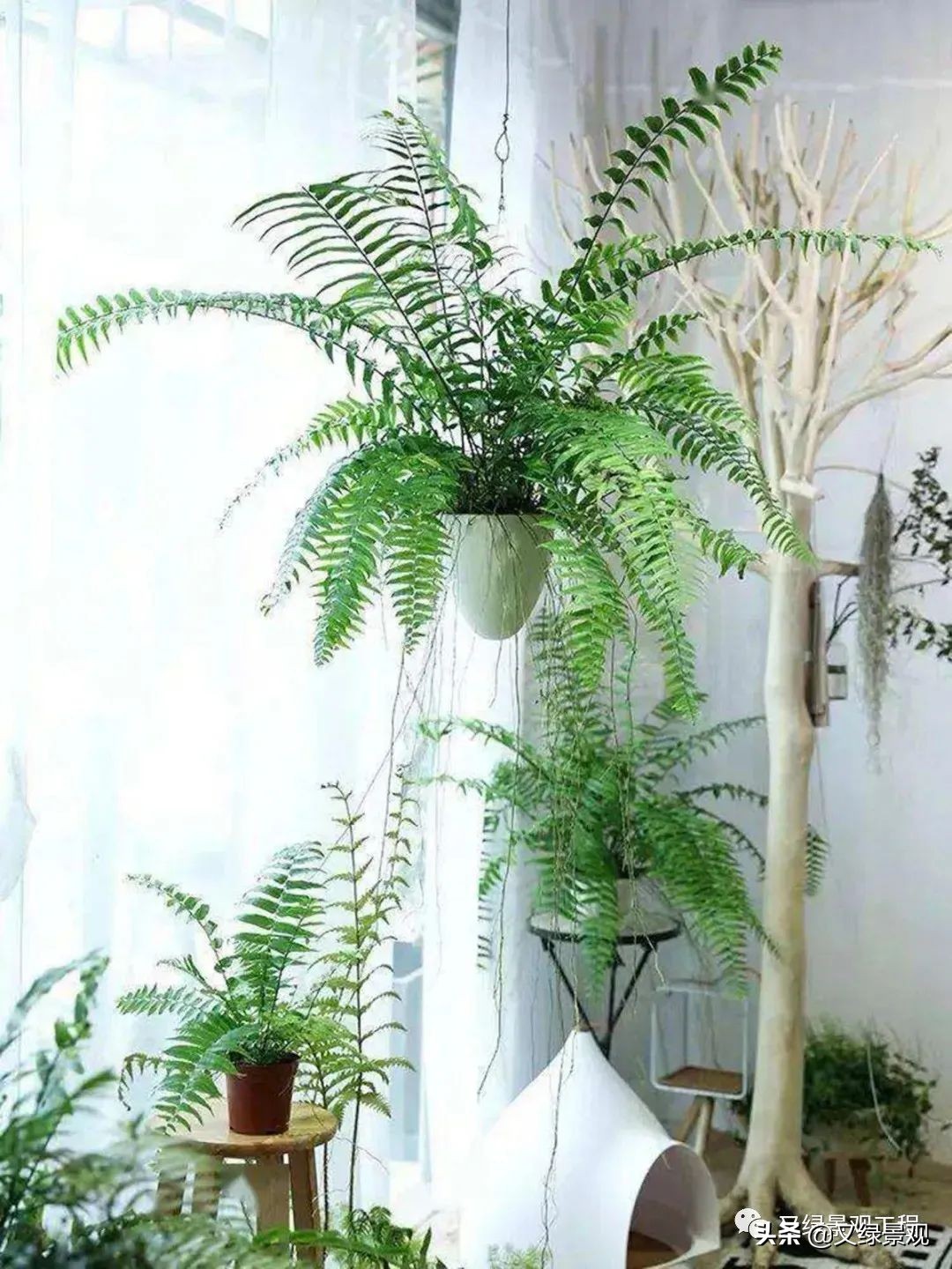 室内植物墙哪些类型植物合适,适合做绿植墙的常绿植物