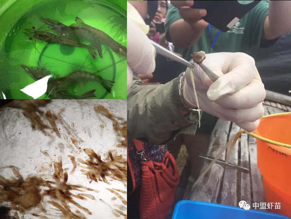 水产养殖中对虾的病害有哪些图片,养虾人必读对虾虾病判断的小技巧