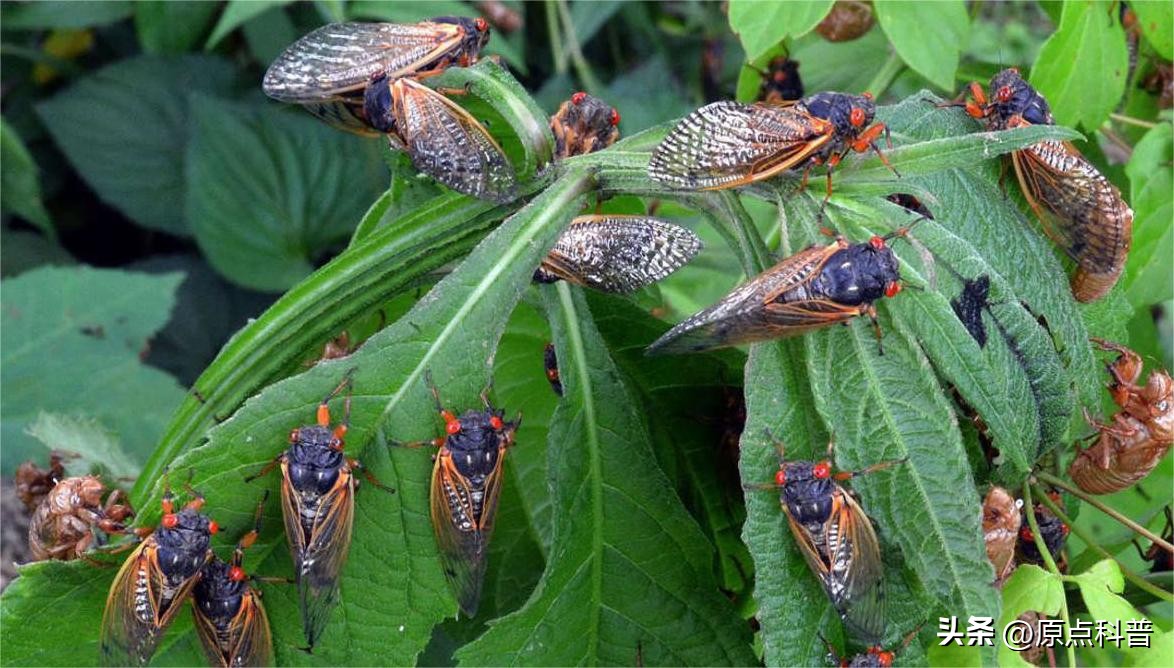 中国人吃了十大奇葩食物,盘点我们中国十大残忍美食