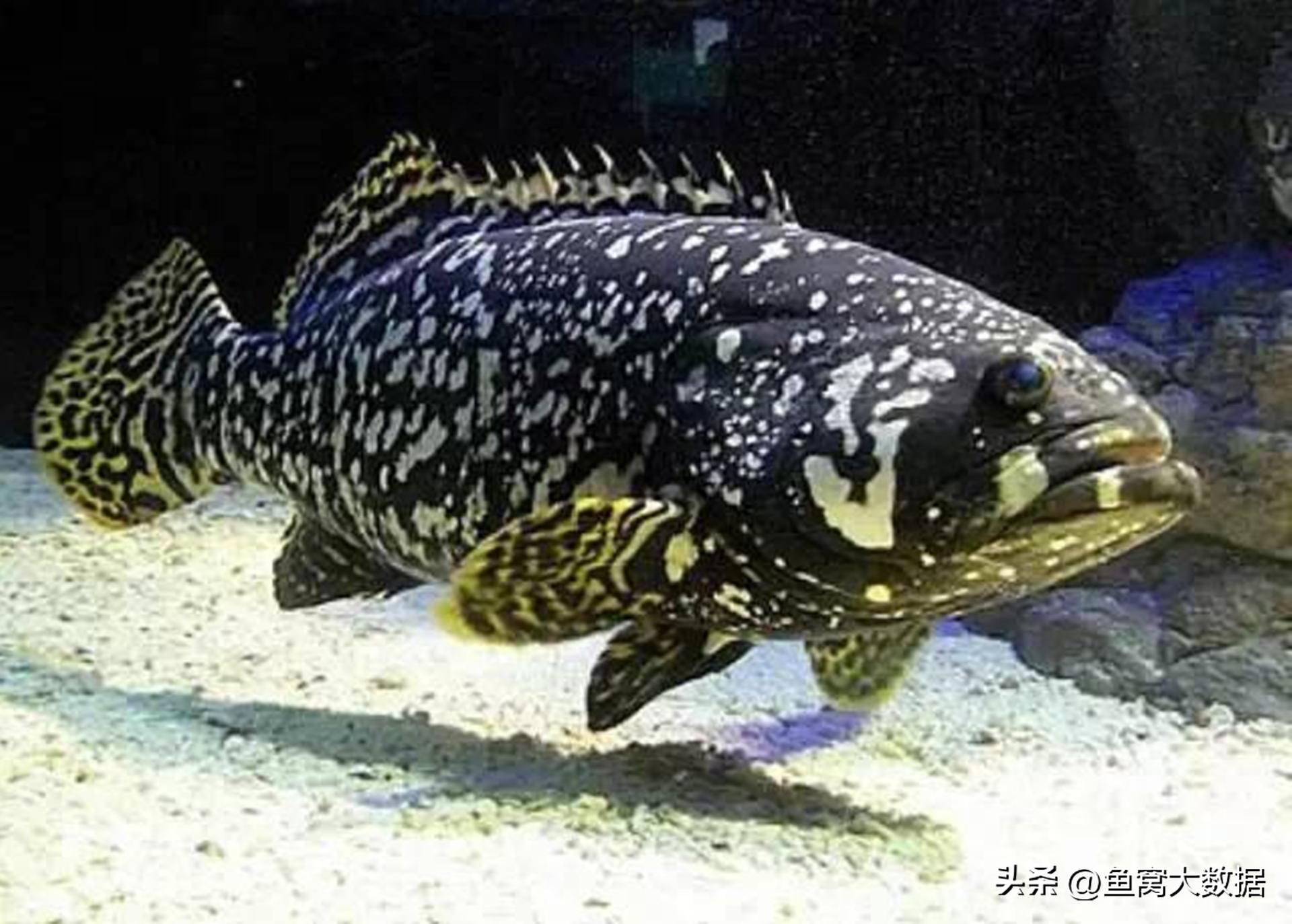 广东渔民钓200多斤石斑鱼,广东渔民捕获280斤石斑鱼