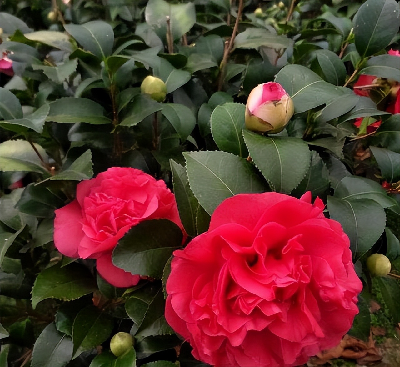 此花花色繁多有淡香味易养易成活,此花气味芬芳生命力顽强