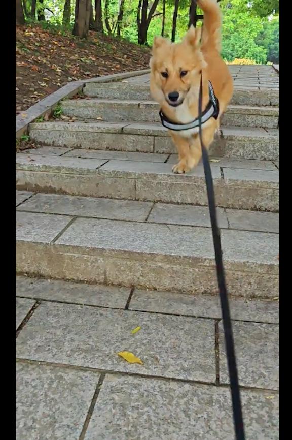 流浪狗被救原主人,被救的流浪狗